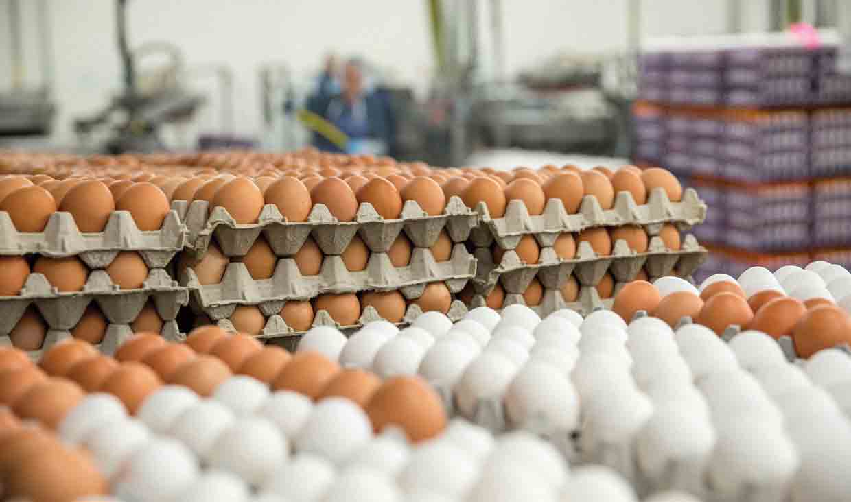 بازار تخم مرغ در انتظار آرامش