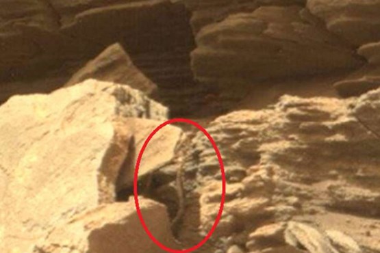 کشف مار در مریخ +عکس