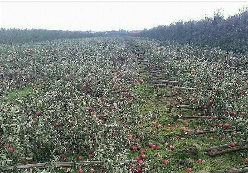 خبر قطع درختان باغ سیب در اردبیل تکذیب شد
