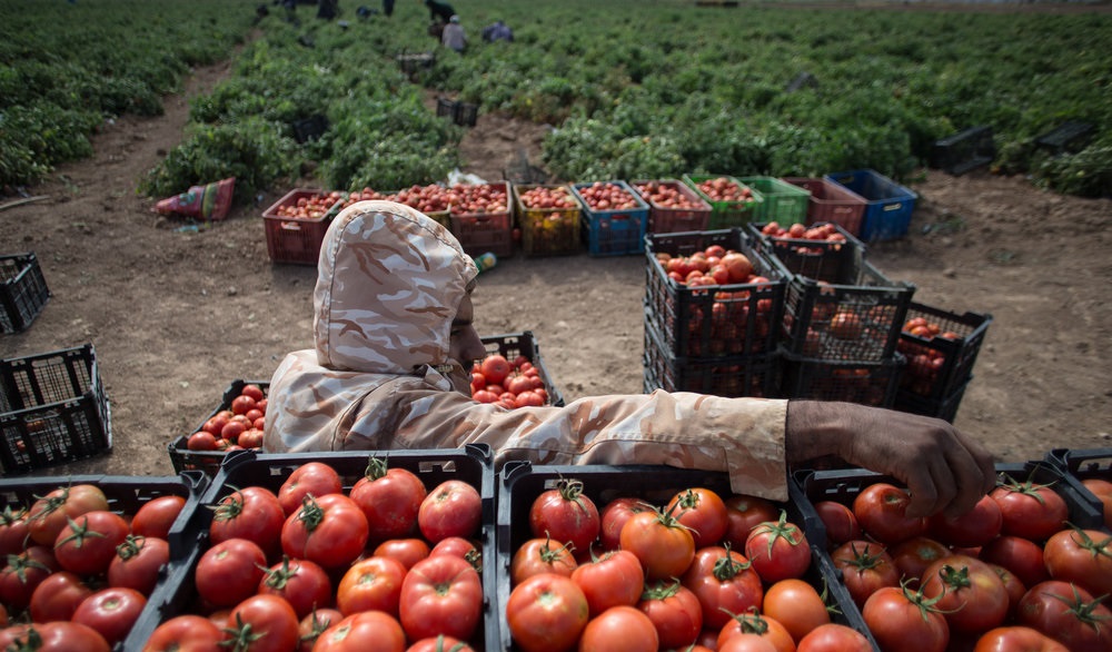 توقیف ۱۵تن گوجه‌فرنگی قاچاق در محموله صادراتی کاهو