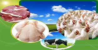 هشدار نسبت به مصرف آنتی بیوتیک در محصولات دامی/ ضرورت استفاده از خوراک صنعتی