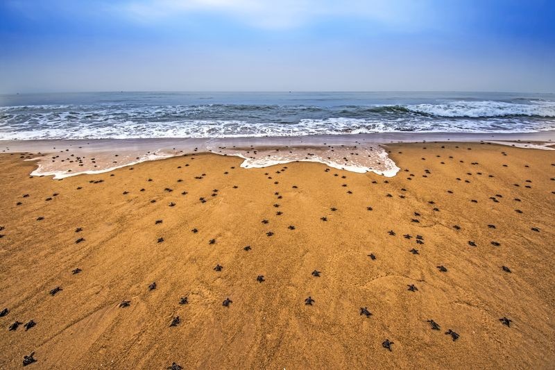 ورود میلیون‌ها بچه‌لاک‌پشت‌ به دریا +عکس