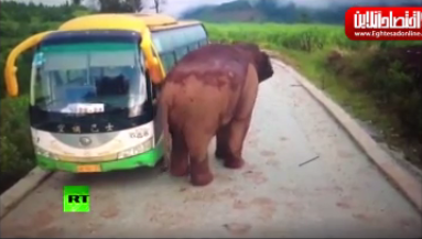 حمله فیل به وسایل نقلیه در استان یون‌نان "چین" +فیلم