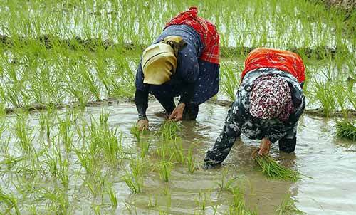 برداشت برنج در استان‌های شمالی آغاز شد