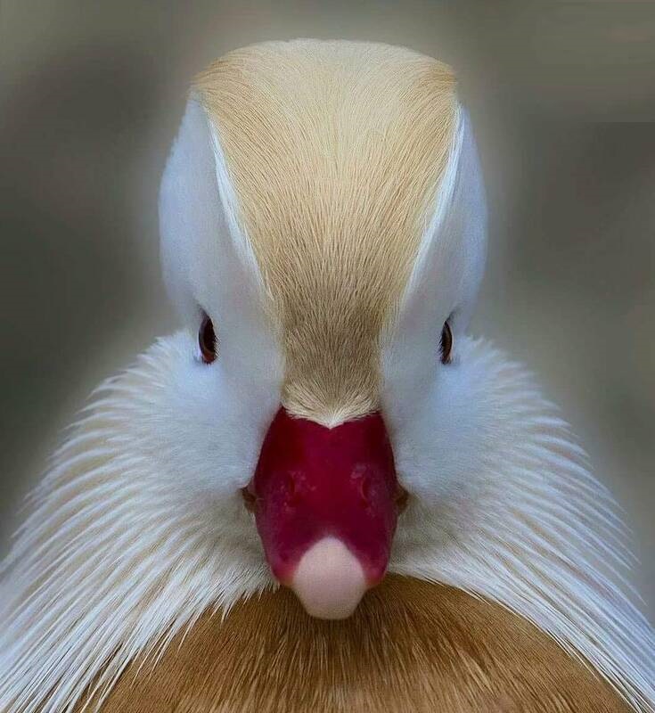 زیباترین اردک سفید دنیا +تصاویر