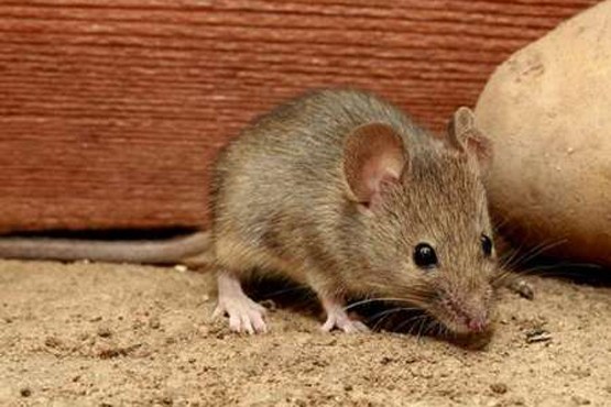 جان سختی موش‌ها در برابر زلزله و اتم