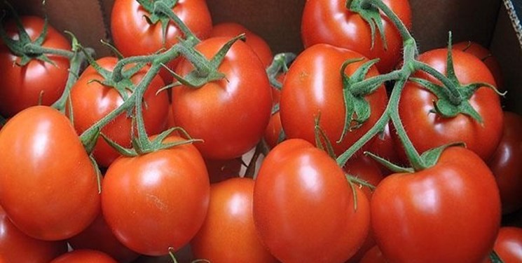 مشکل اقتصاد گوجه فرنگی کجاست؟