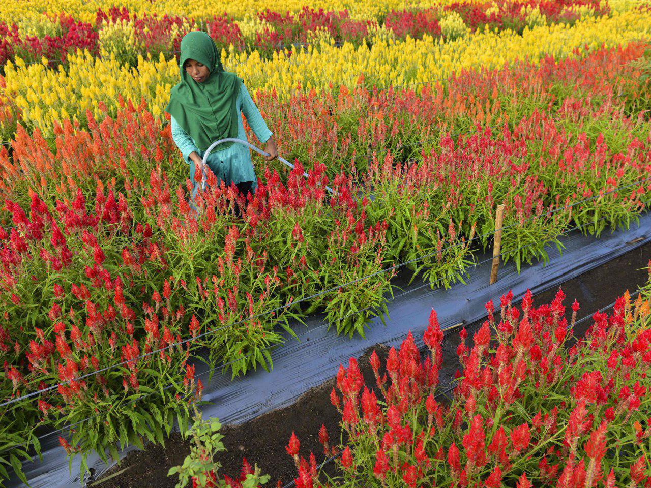 مزرعه پرورش گل‌های رنگارنگ در اندونزی +عکس