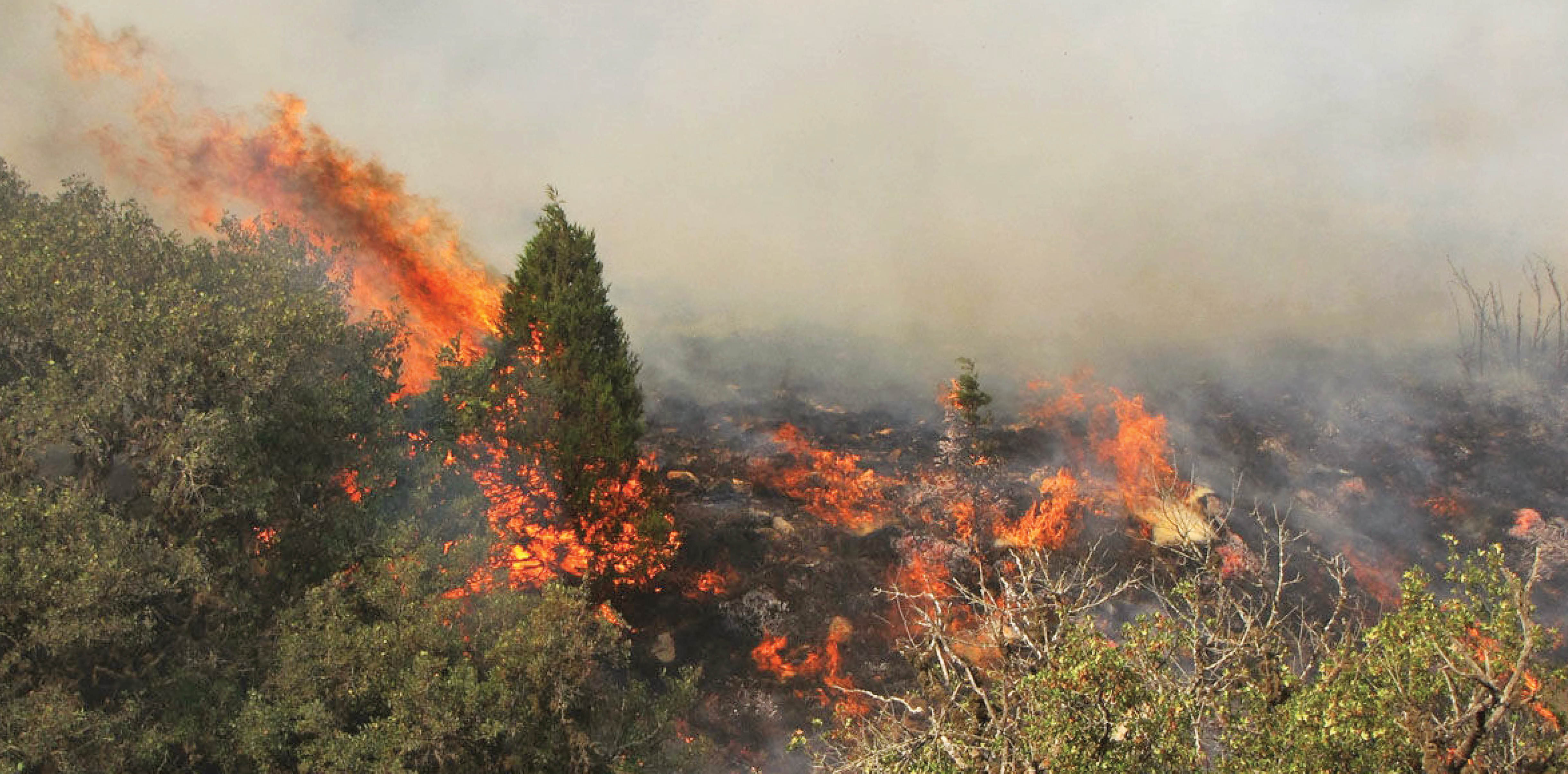 جنگل‌های گیلان در آتش سوخت