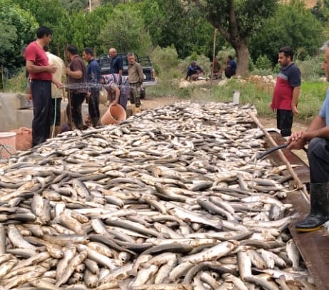 نابودی ۵ هزار تن ماهی سردآبی در سیل اخیر / مزارع پرورش ماهی لرستان و مازندران امشب هوشیارتر باشند