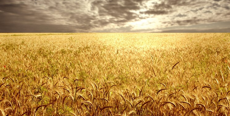 کمبود آب و کود، مزارع گندم را تهدید می کند