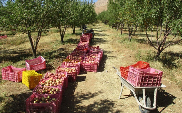 صادرات سیب درختی سه برابر شد
