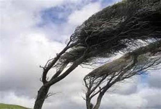 تند باد سبب سقوط ۱۵ اصله درخت در کرج شد