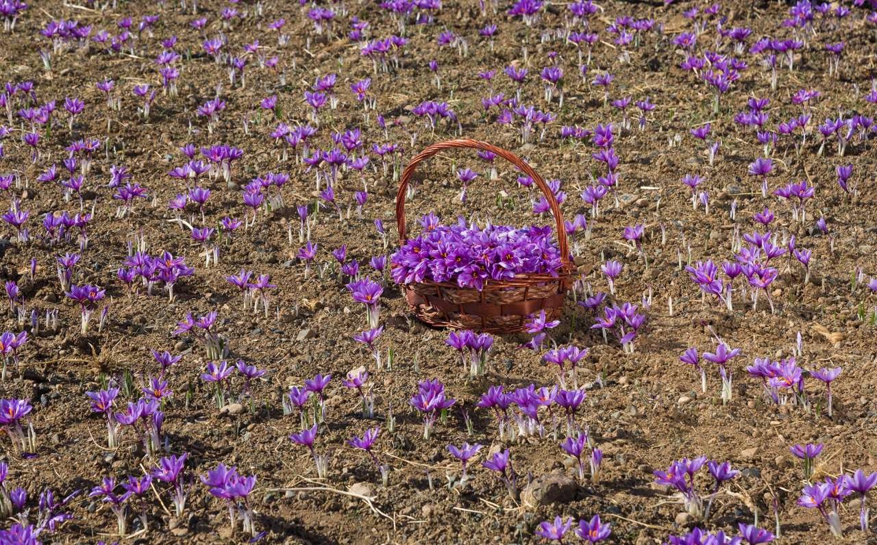 رشد بی‌سابقه تولید زعفران در افغانستان