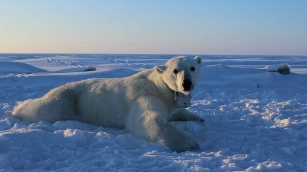 وضعیت اضطراری در روسیه با هجوم خرس‌های قطبی +تصاویر