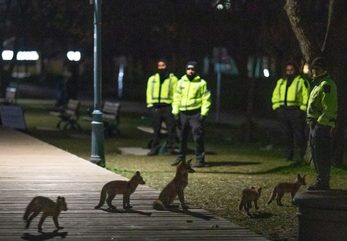 محبوبیت عجیب خانواده‌ای از روباه‌ها در تورنتو! +عکس