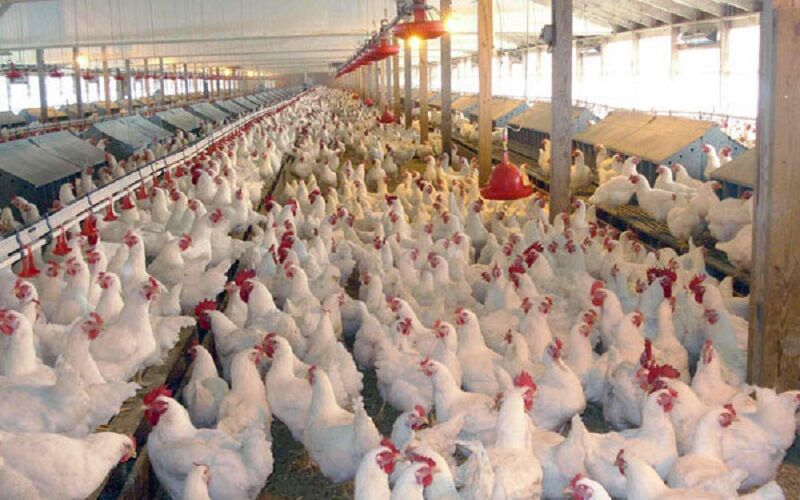 مرغداران با ترس و لرز مرغ را کیلویی ۵۸ هزار می‌فروشند
