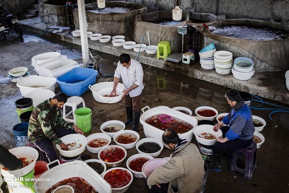 پرورش «ماهی قرمز ایرانی» +عکس