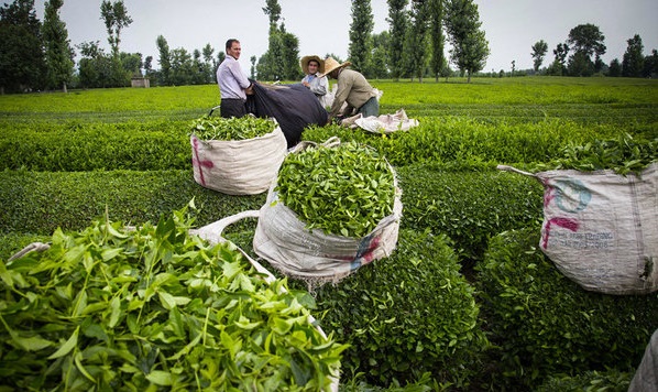  ۲۵درصد چای مصرفی کشور تولید داخل است