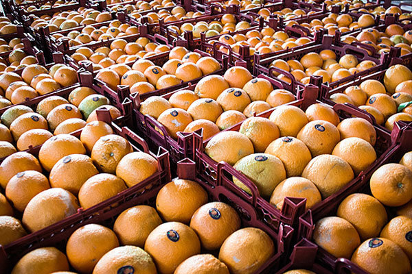  دپو مقادیر قابل توجه میوه قاچاق در مرزها/ احتمال بالارفتن قیمت پرتقال!