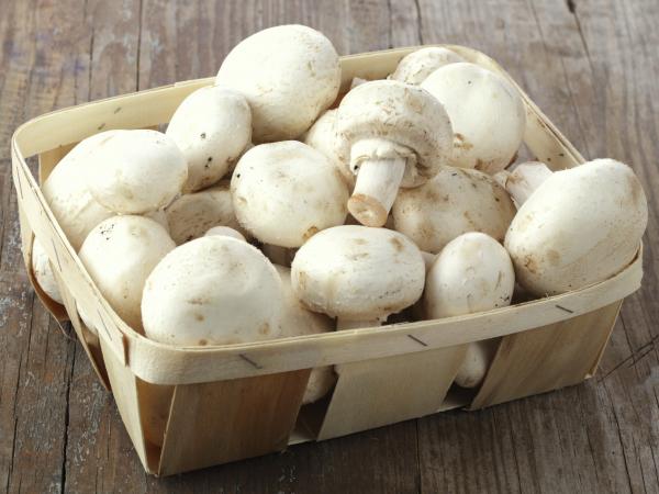 مردم از هفته آینده قارچ بدون هولوگرام نخرند/ حذف کیسه پلاستیکی قدم بعدی افزایش کیفیت و سلامت قارچ‌ها