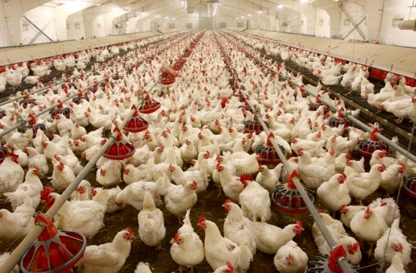 زیان 500تومانی مرغداران در هر کیلوگرم مرغ/  پیشنهاد قیمت 7480تومان به سازمان حمایت