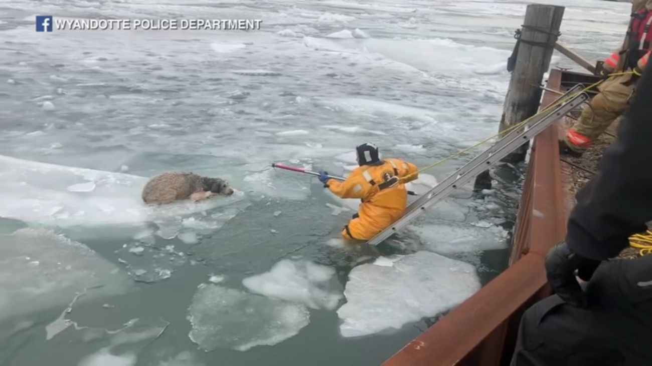 نجات یک سگ از رودخانه یخ زده در آمریکا + فیلم
