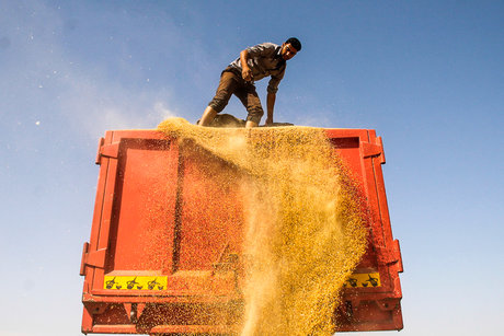 واردات گندم پس از ۲ سال ممنوعیت همچنان ادامه دارد! +جدول