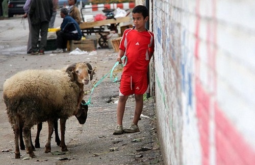 رونق خرید گوسفند در آستانه عید قربان