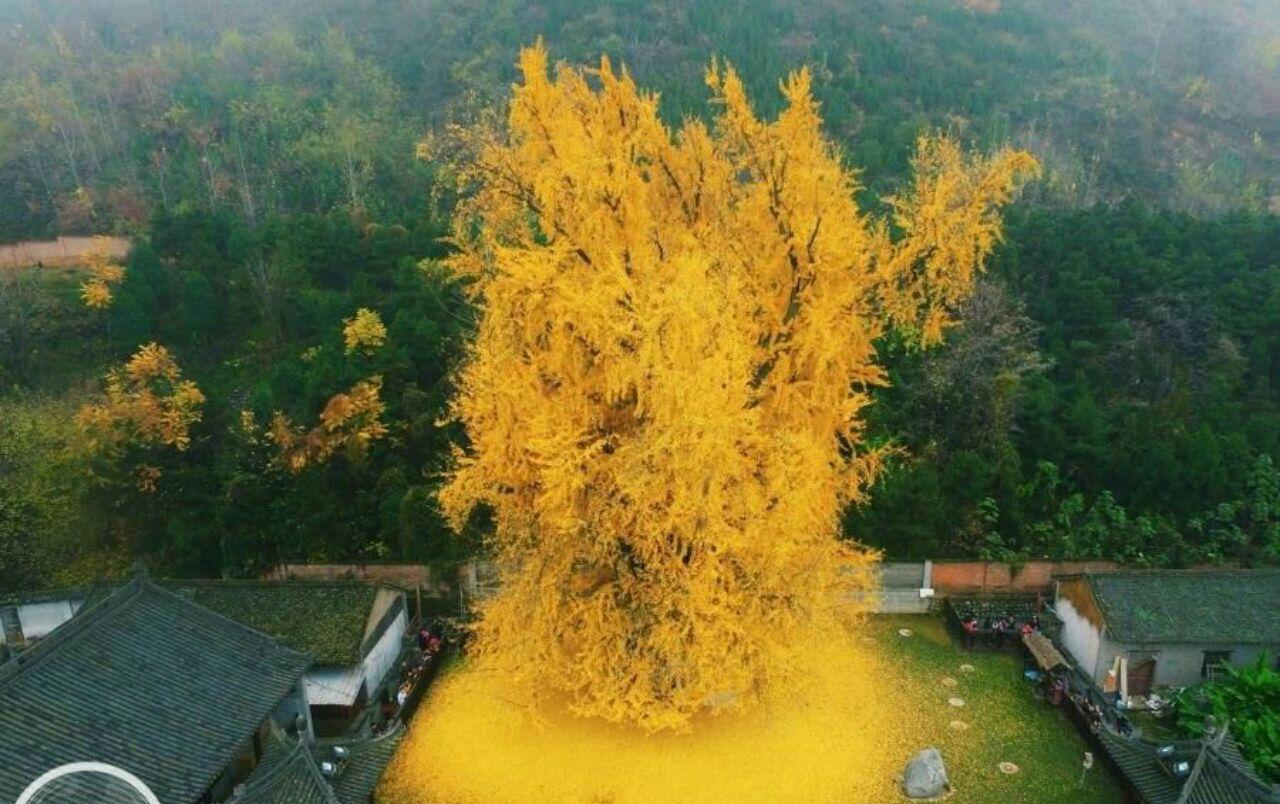درخت ۱۴۰۰ساله‌ ژاپنی +عکس