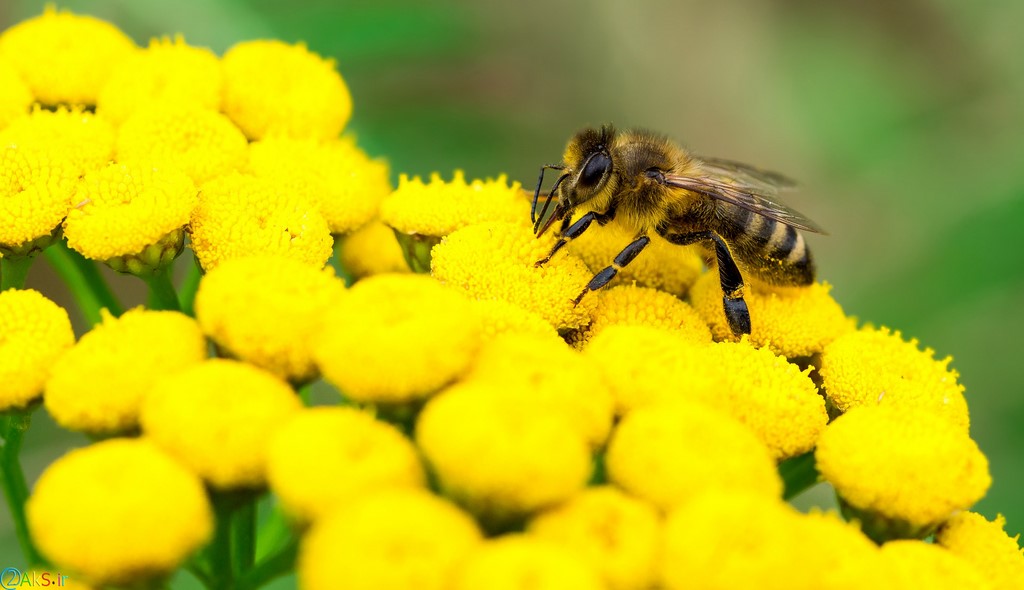 حمله زنبورهای عسل به منزل مسکونی