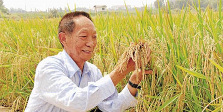 چین برنج قابل کشت در زمین‌های شور کشت می‌کند