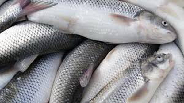 فروش آنلاین انواع ماهی در چهار استان کشور کلید خورد