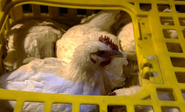 هشدار نسبت به کاهش تولید مرغ در کشور
