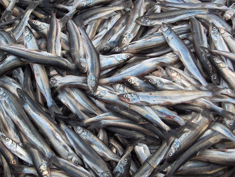 صید بیش از ۱۳هزار تن ماهی کیلکا در ۹ماهه امسال