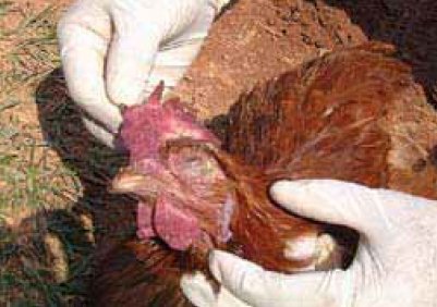 هشدار آنفولانزای مرغی/ شکار پرندگان وحشی تا اطلاع ثانوی ممنوع