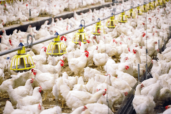تورم ۳رقمی تولید مرغ گوشتی / تورم نقطه‌ای تولیدکننده مرغداری‌های صنعتی ۸۹.۶ درصد شد