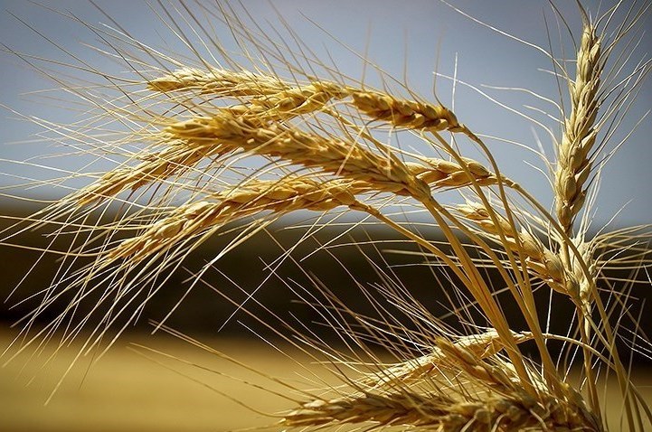 پیش بینی تولید ۷۷۸.۸میلیون تن گندم در جهان / قیمت جهانی مواد غذایی برای یازدهمین ماه گران تر شد