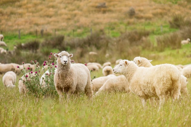 تست بینایی؛ چند گوسفند در تصویر می بینید؟