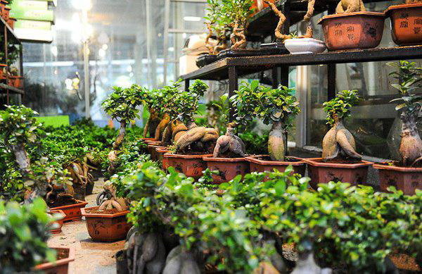 قاچاق گل "بونسای" و "بامبو" با وجود ممنوعیت واردات