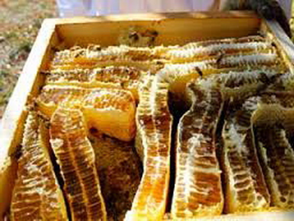 صادرات عسل طبیعی کاهش یافت