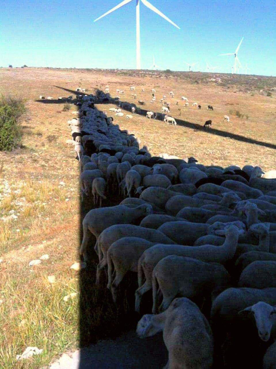 روش جالب گوسفندان برای فرار از گرما +عکس