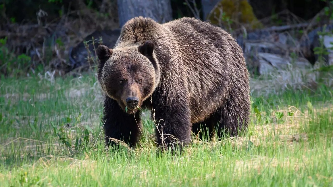 مشاهده خرس قهوه‌ای در جنگل هیرکانی گیلان + فیلم