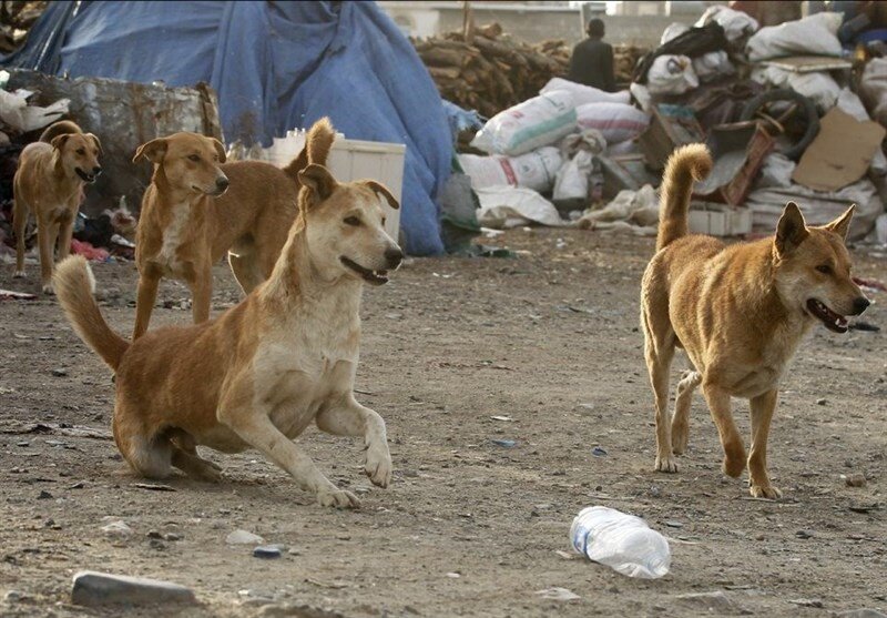 حمله مرگبار سگ های ولگرد به کودک بیرجندی