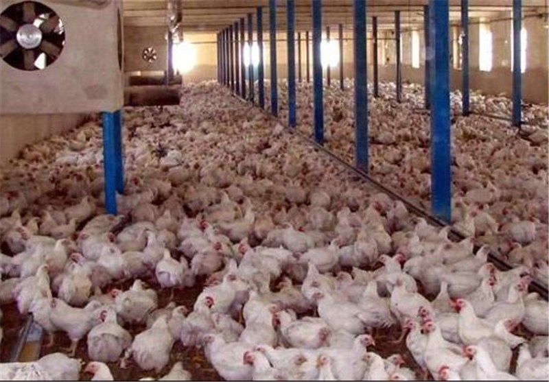قیمت مرغ پر کشید؛ هر کیلو مرغ تازه چند؟