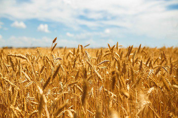 برآورد تولید ۱۳.۴میلیون تن گندم در سال‌جاری