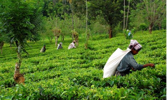 مروری سریع بربزرگترین تولیدکنندگان چای +فیلم