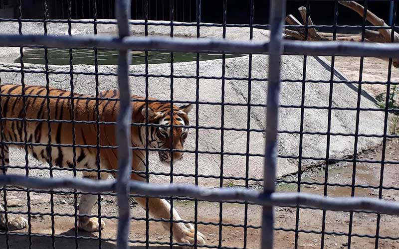 مرگ یک حیوان دیگر در باغ وحش ملارد + عکس
