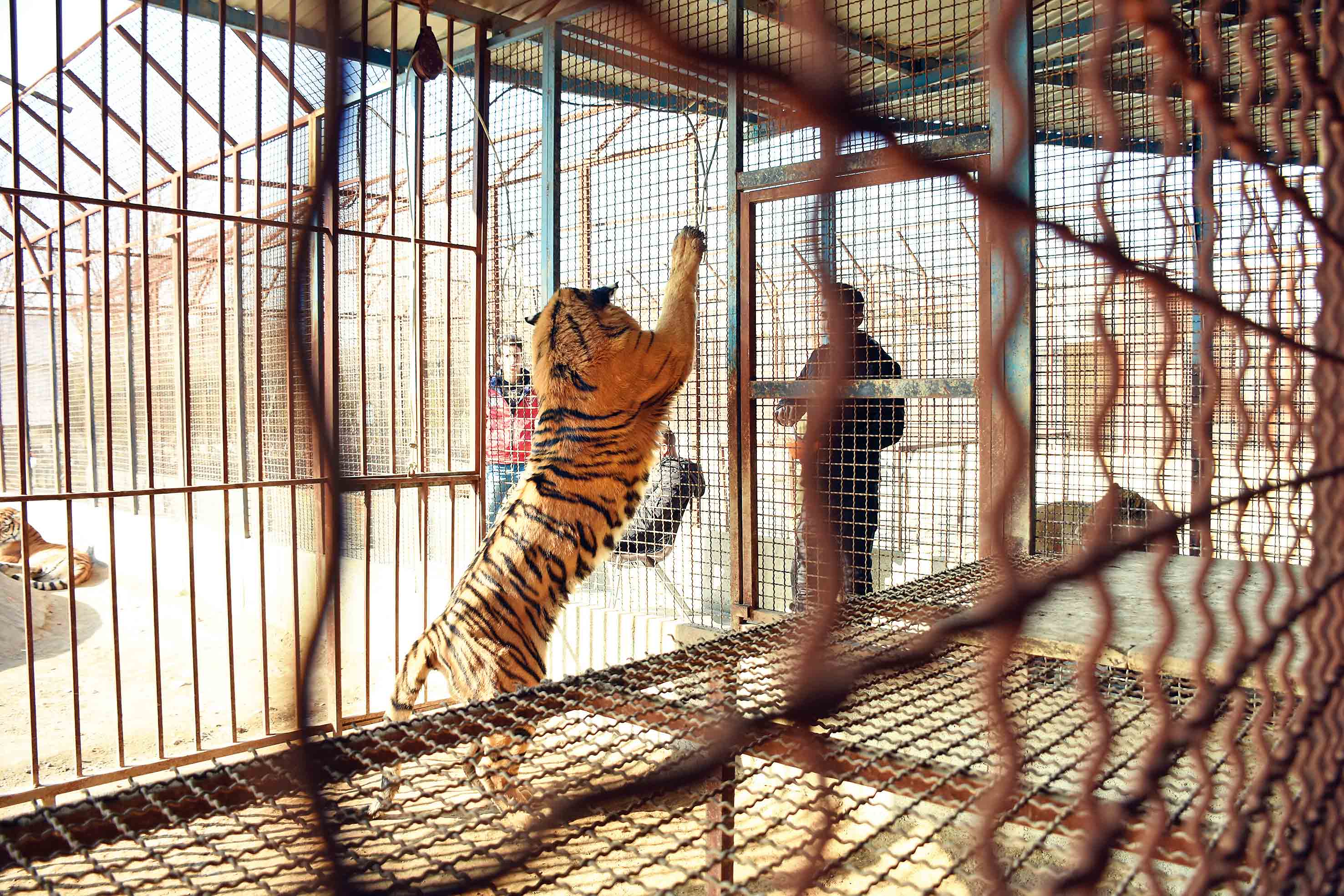 جنایت پنهان در باغ‌وحش‌های ایران