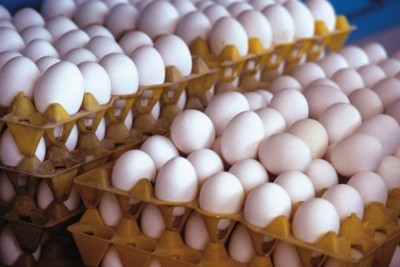 صادرات تخم مرغ نصف شد